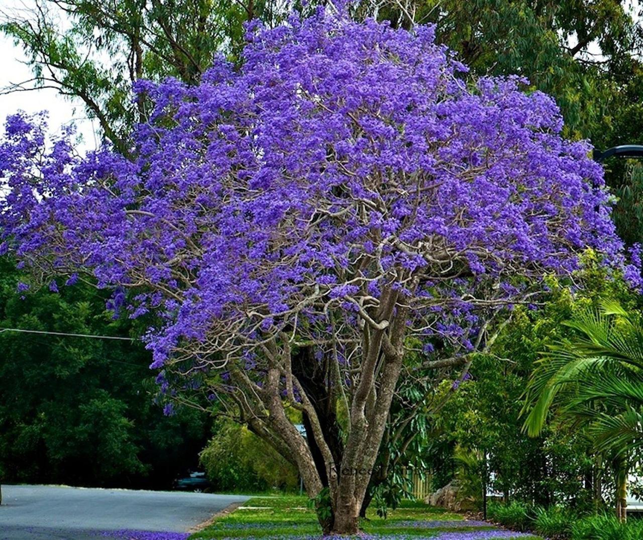 How to Use Jacaranda Tree to Enhance Your Outdoor Space: Essential Tips for Success