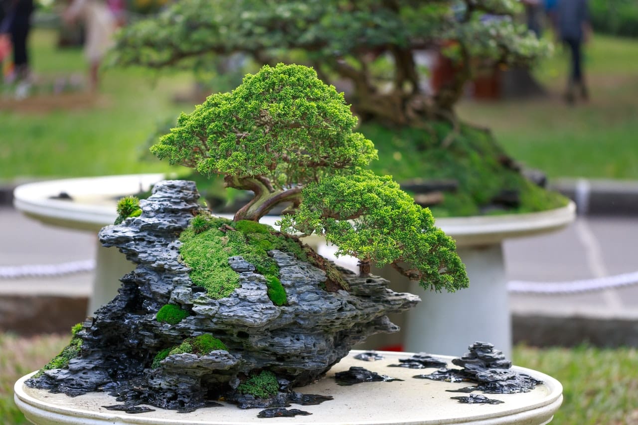 Bonsai care tree tips gardener successful being plant