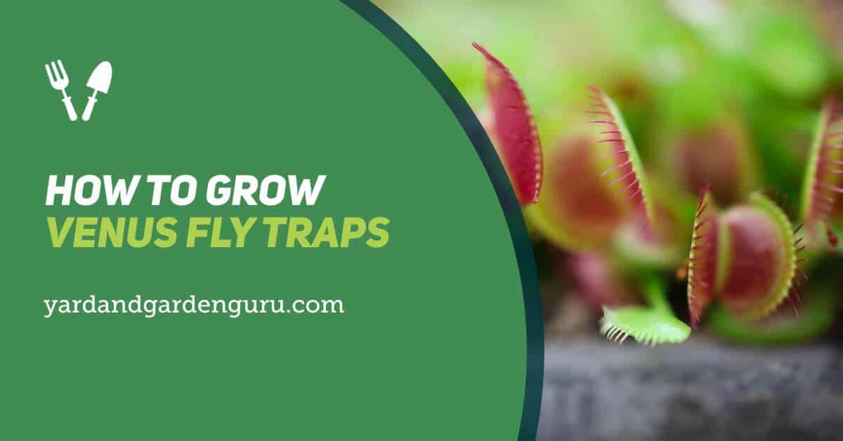 Get More Fly Traps: How to Propagate Venus Fly Traps Like a Gardener