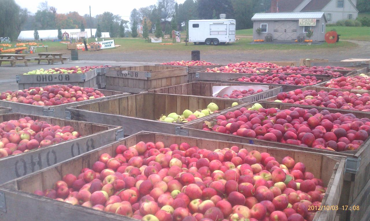 Harvest Moon Orchard: A Guide to Seasonal Fruits and Fun