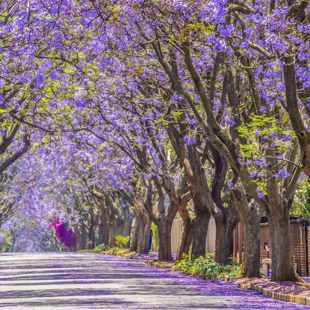 How to Use Jacaranda Tree to Enhance Your Outdoor Space: Essential Tips for Success