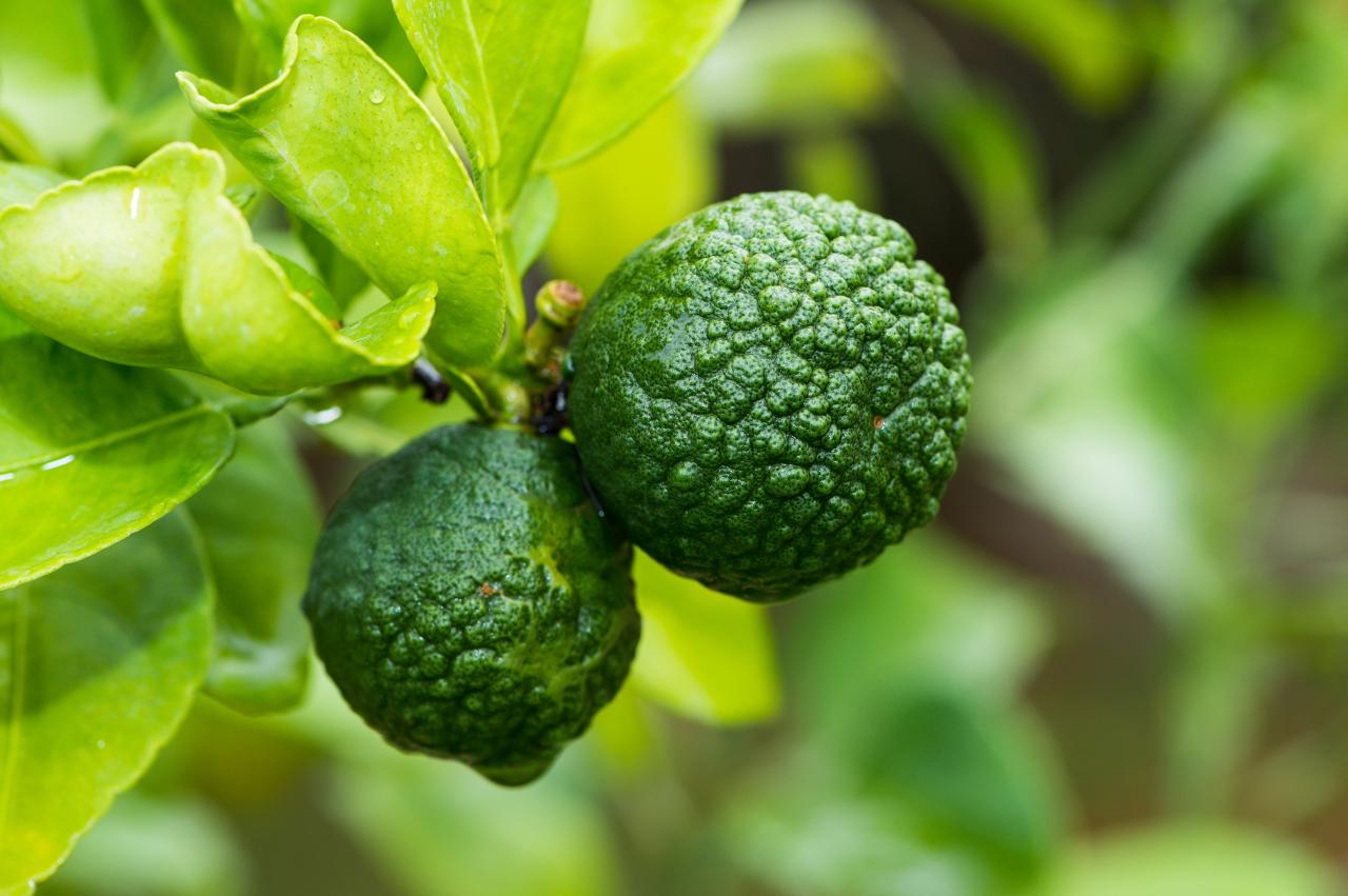 Grow Kaffir Lime Leaves at Home: Fresh Flavor in Your Kitchen