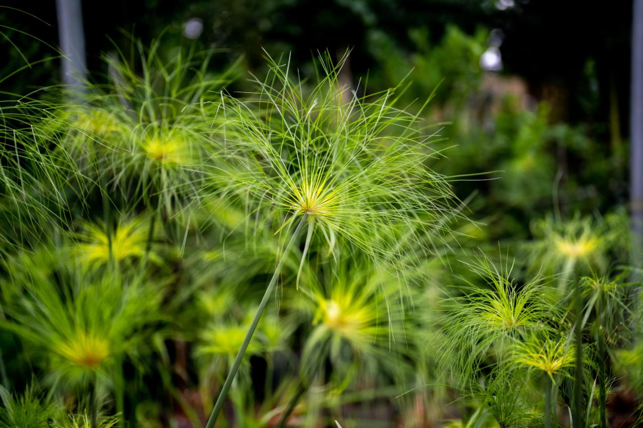 How to Achieve a Beautiful Garden with Papyrus Plant: Essential Tips and Techniques