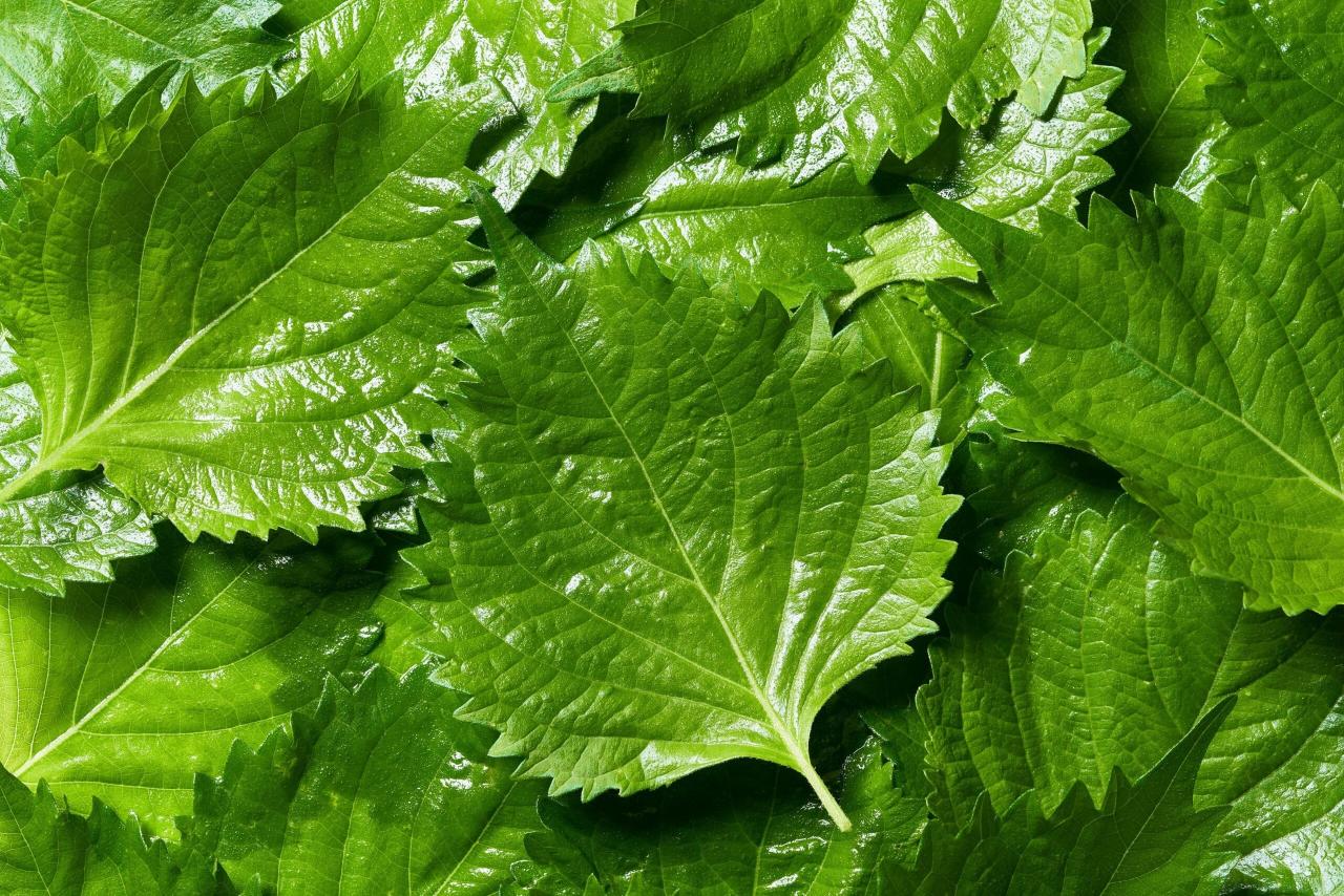 How to Cook with Perilla Leaf: Essential Tips for Creating Amazing Dishes