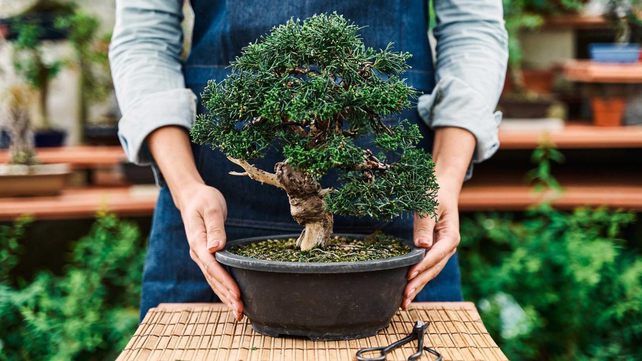 Secrets to Successful Bonsai Care