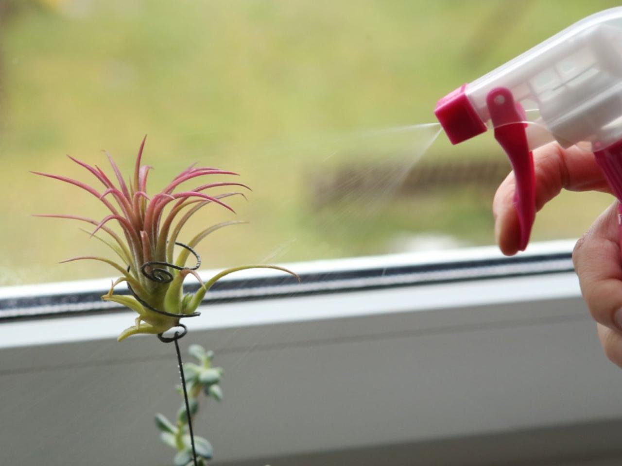 Air Plants Watering: Misting vs. Soaking