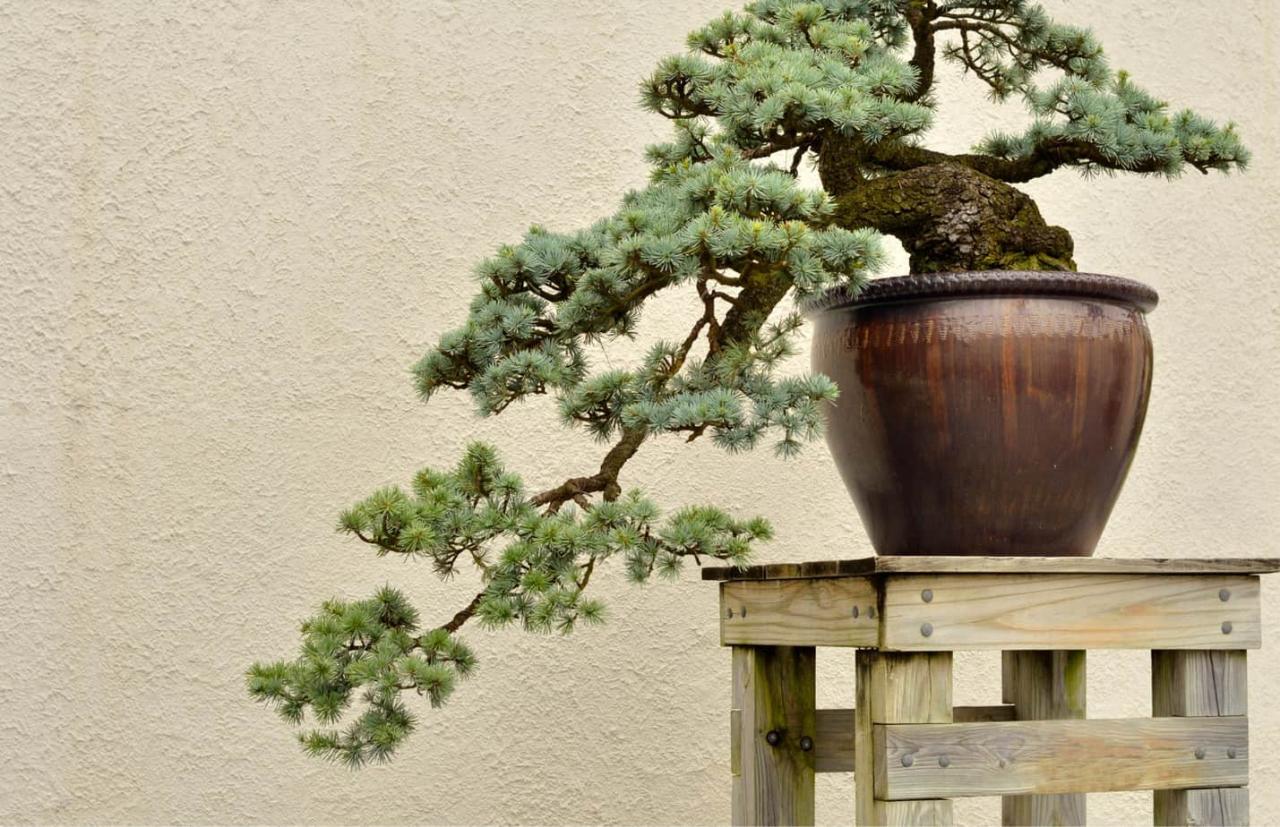 How to Choose the Right Bonsai Pot for Balanced Growth