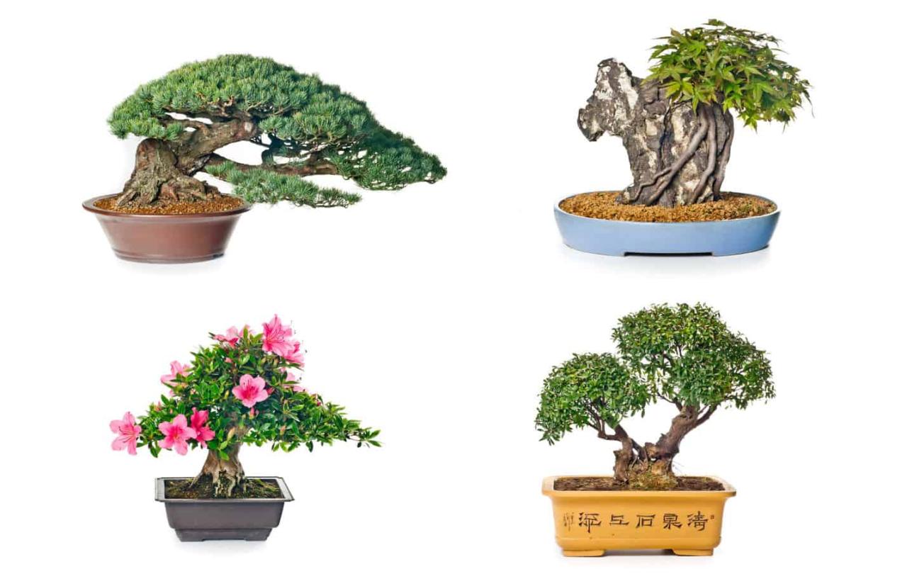 How to Choose the Right Bonsai Pot for Balanced Growth