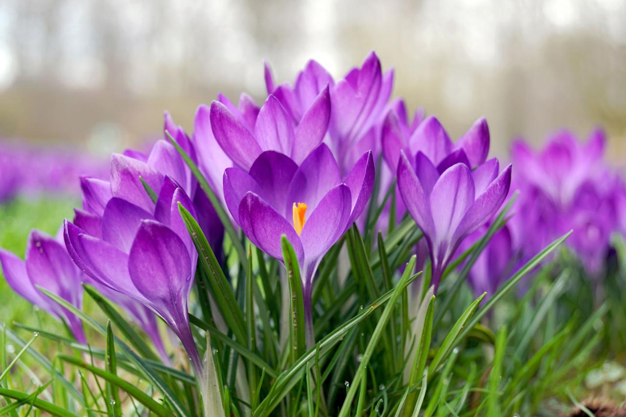 Bulbs spring flowering complete bulb collection woodland early