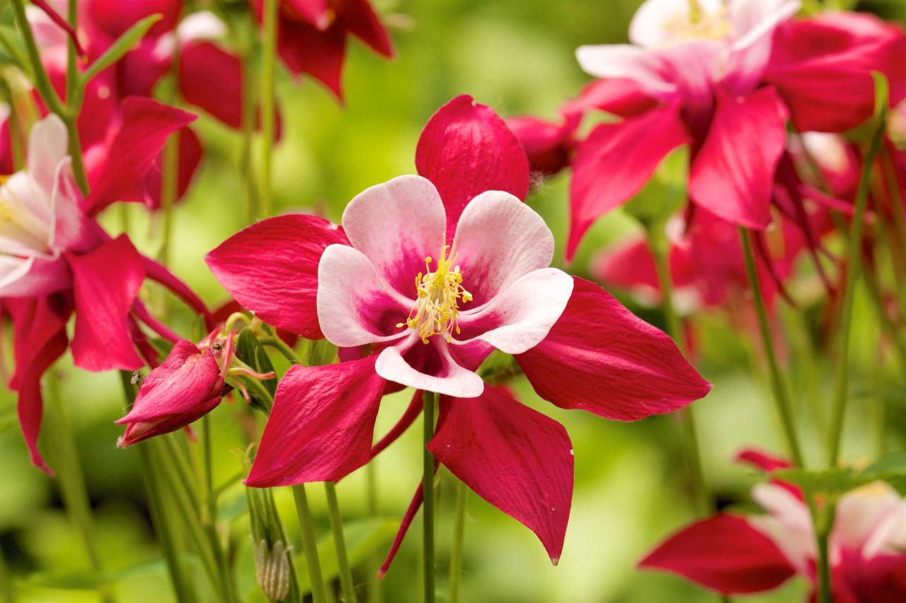 How to Cultivate Vibrant and Healthy Columbine Plants