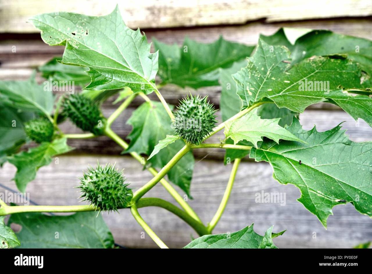 Spiky plant flickr garden