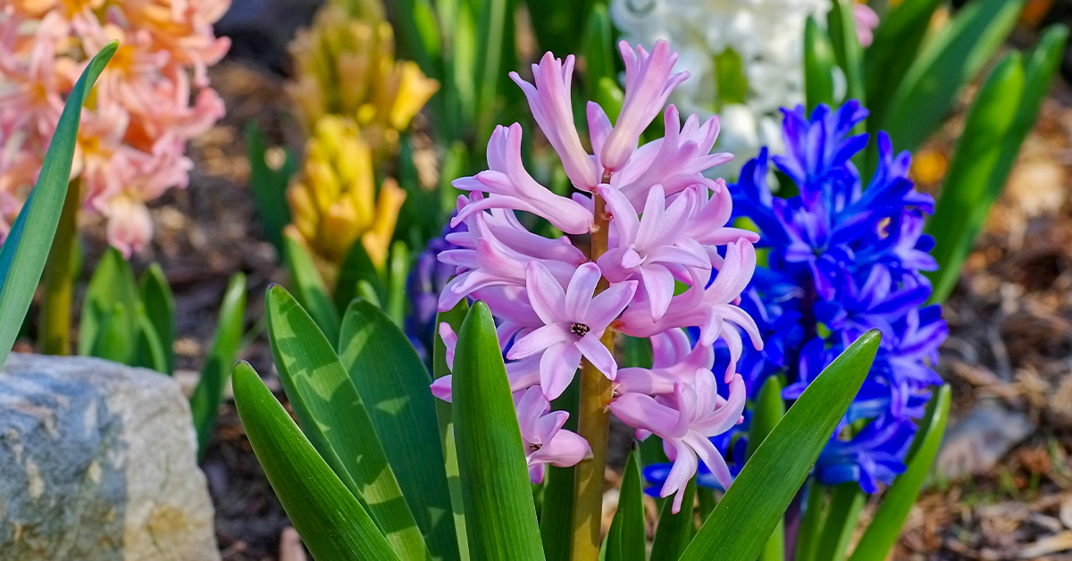 Best Late-Spring Flowering Bulbs To Plant In Fall