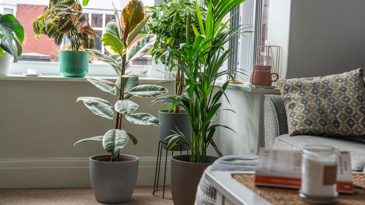 How to Choose the Best Large Indoor Plants for Beginners