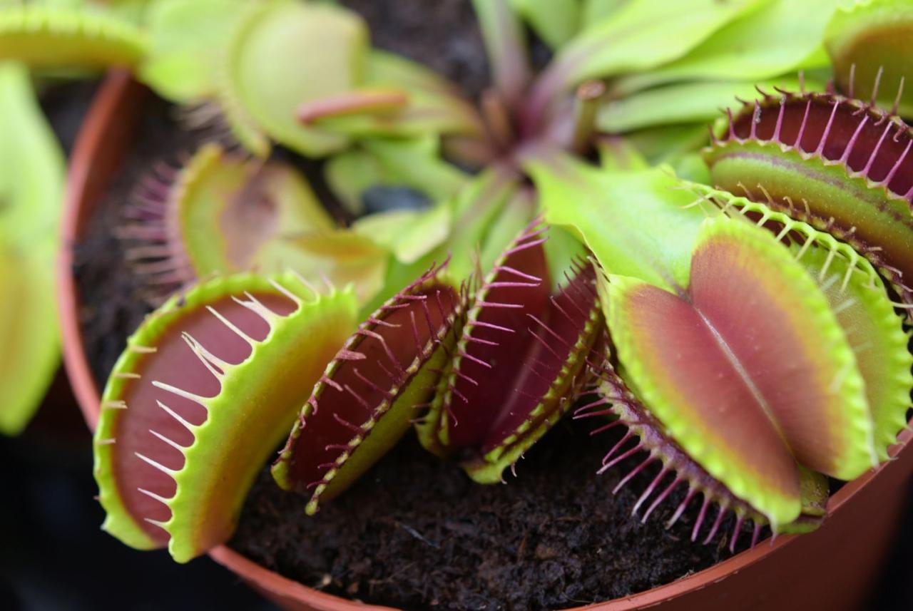 Get More Fly Traps: How to Propagate Venus Fly Traps Like a Gardener