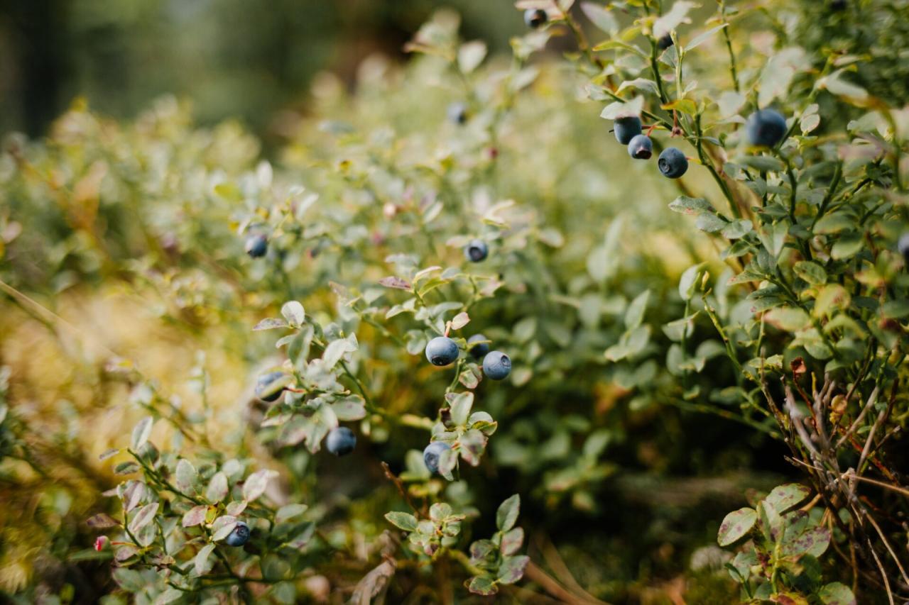 How to Achieve a Successful Blueberry Bush Propagation at Home