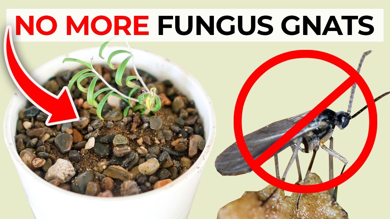 Simple Tips to Eliminate Fungus Gnats from Plants