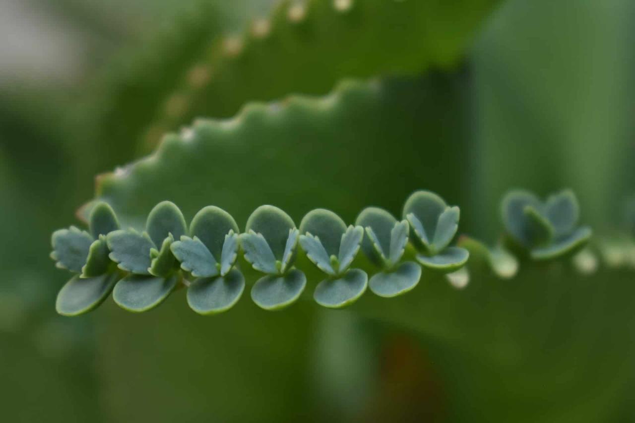 How to Effortlessly Propagate Mother of Thousands in Your Garden