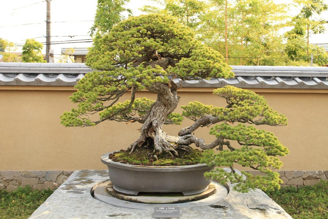 Secrets to Successful Bonsai Care