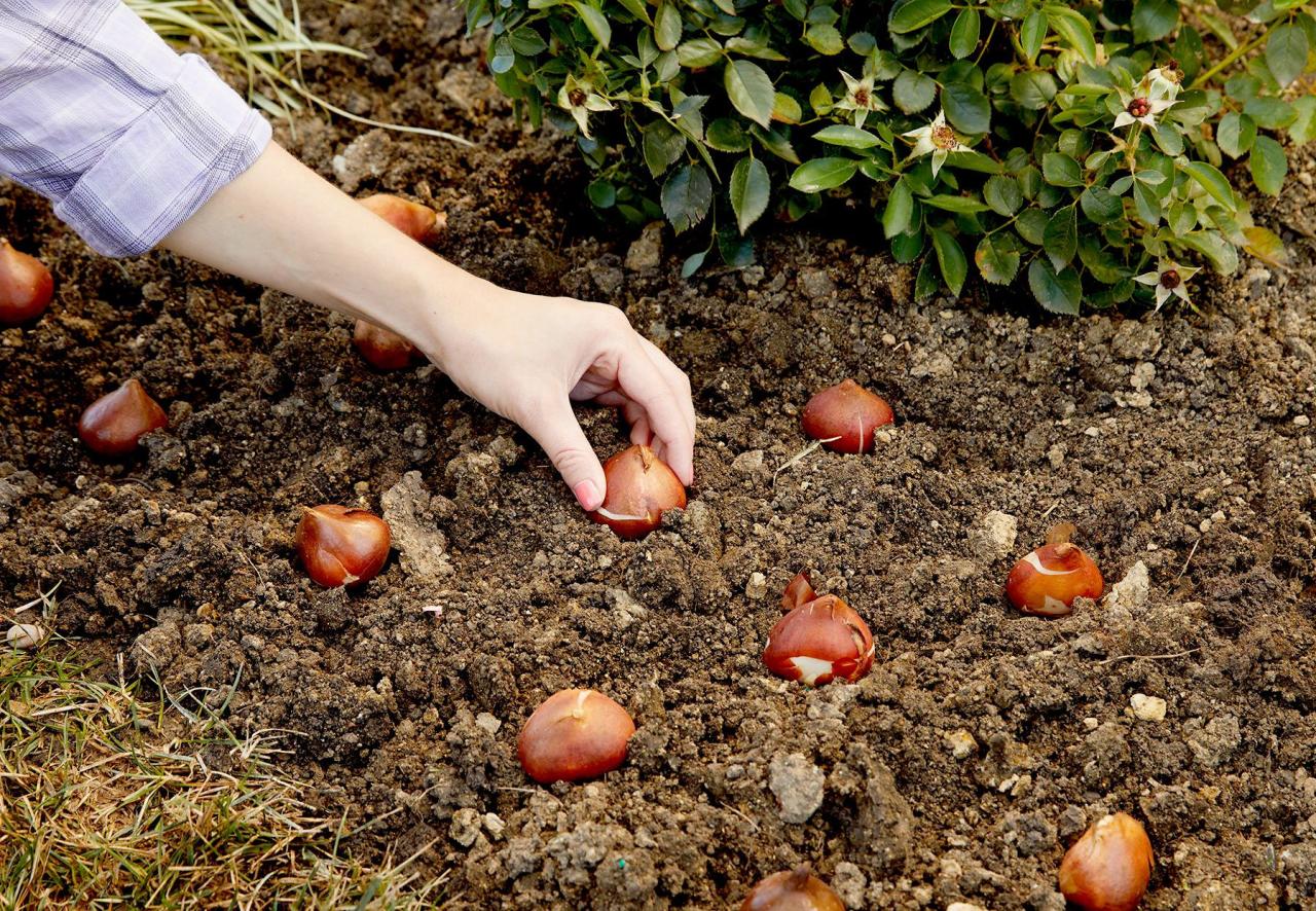 Best Techniques For Fall Planting Of Spring Bulbs For Beginners