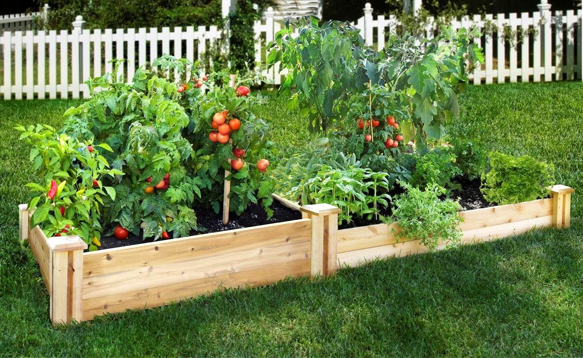 Raised Beds and the Plants That Dont Belong