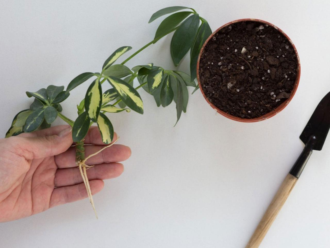 How to Propagate Schefflera for a Thriving Indoor Garden