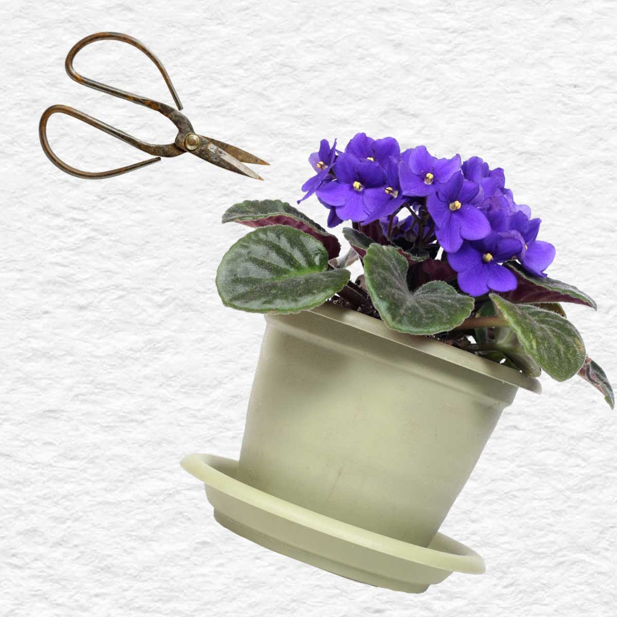 Expert Tips on Propagating African Violets from Cuttings